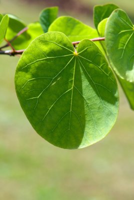 Cercis siliquastrum - zmarilka jidášova - list